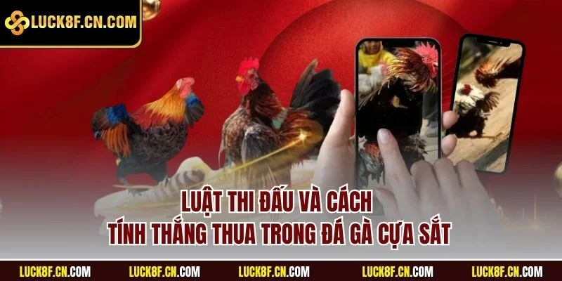 Luật thi đấu và cách tính thắng thua trong đá gà cựa sắt