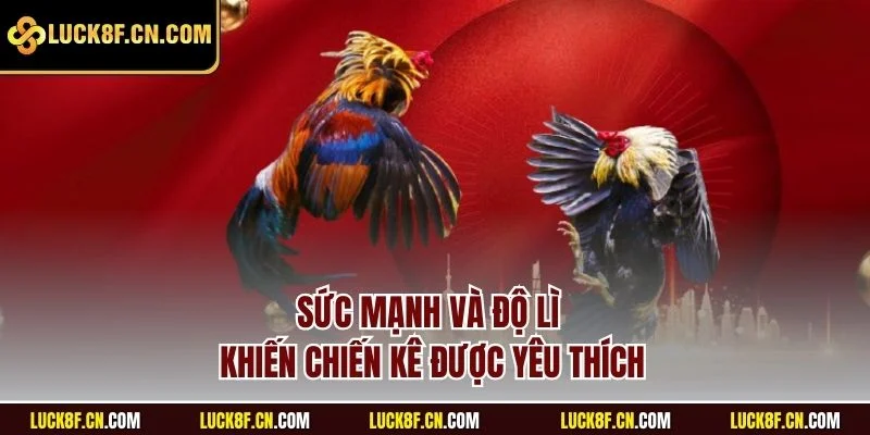 Sức mạnh và độ lì khiến chiến kê được yêu thích